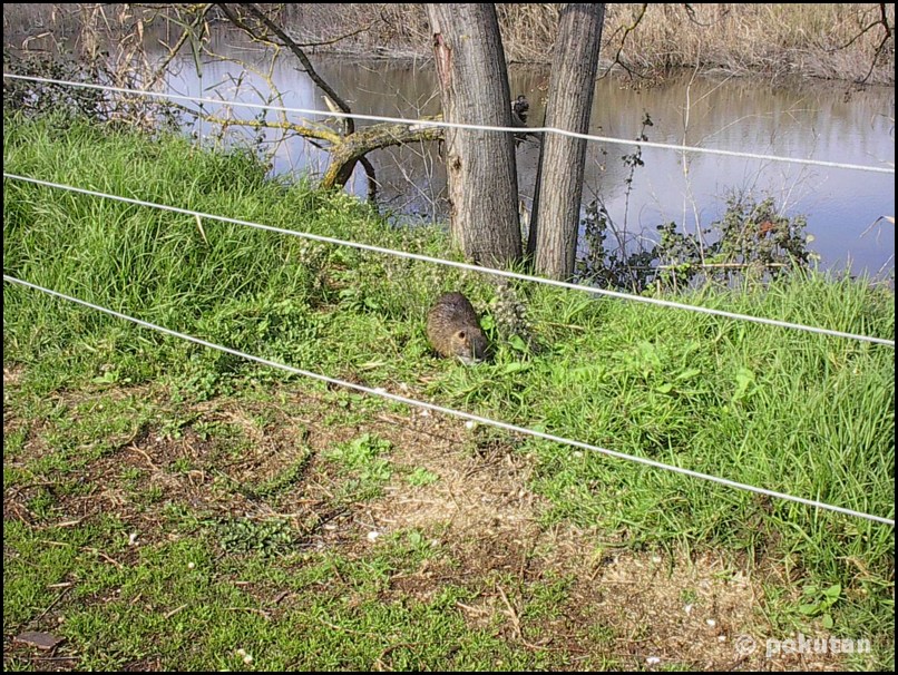 ���������� ����