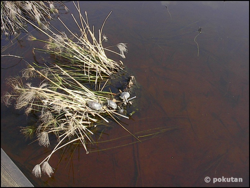 ���������� ����