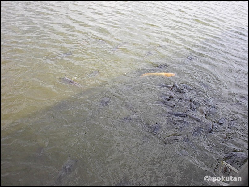 ���������� ����