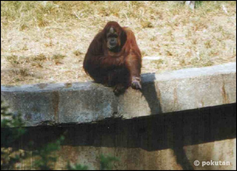 ���� ������