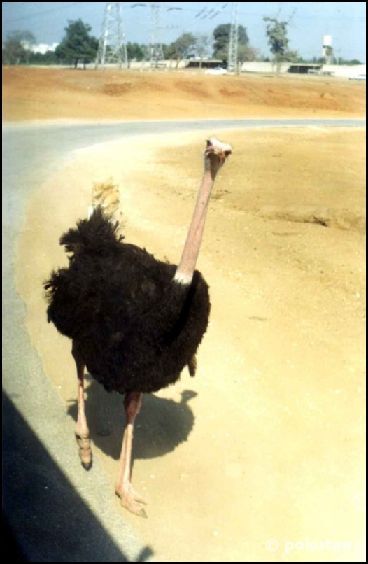 ���� ������